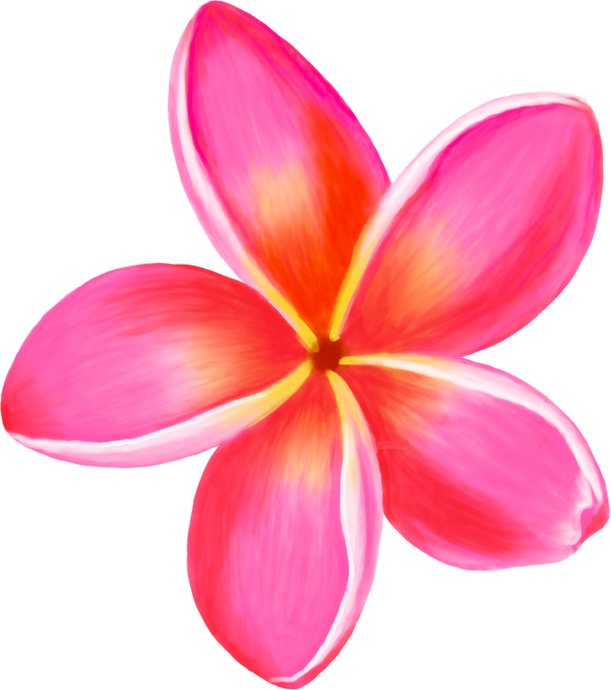 Pink Plumeria Flower Illustration
